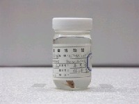 藏品(尖尾犀鱈)的圖片